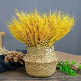 Mua Bó 100 Bông Lúa Vàng Tài Lộc Trang Trí Nhà Cửa