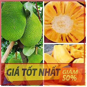 Cây MÍT THÁI SIÊU SỚM cây mô