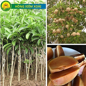 Cây giống hồng xiêm xoài loại quả hồng xiêm ngon nhất, cây giống khỏe, đã được thuần chủng, ít sâu bệnh, mau trái