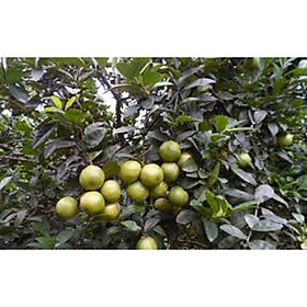 Mua Cây giống chanh đào - Sai quả - Quả mọng nước - CHUẨN GIỐNG F1