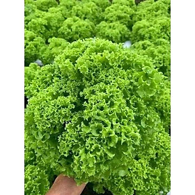 Mua Hạt giống Xà lách xoăn xanh Chịu Nhiệt  gói 3gr  Rau củ quả trồng sân thượng  tại vườn  ban công.