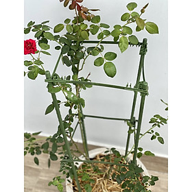 Khung tứ giác trồng hoa của Nhật cao 90-120cm, ống thép bọc nhựa phi 11