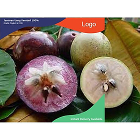 CÂY GIỐNG Vú sữa Lò Rèn QUẢ SỚM CAM KẾT GIỐNG CHUẨN F1