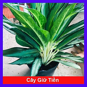 Mua Cây Giữ Tiền - Cây cảnh phong thủy trang trí + Tặng phân bón cho cây