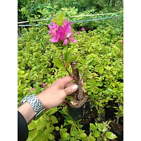 Mua Cây giống hoa giấy mỹ