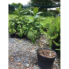 Mua Cây Bửoi da xanh đang trái