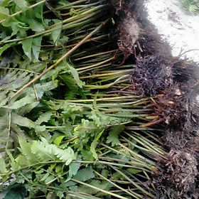 20 cây giống rau dớn 100k (tặng thêm 5 cây)