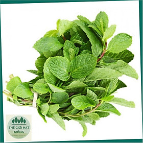 Mua Hạt giống rau húng lủi