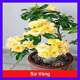 Cây Sứ Thái Kép Hoa Vàng - cây cảnh trong nhà + tặng phân bón cho cây