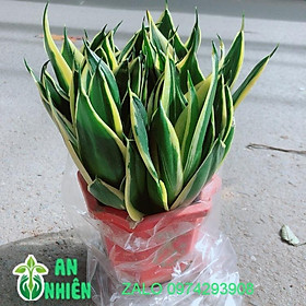 Lưỡi Hổ Thái Xanh Size Lớn