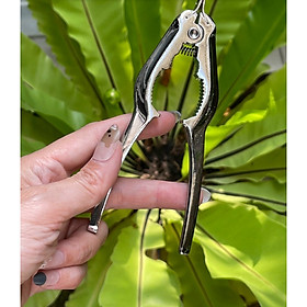 Mua Kìm Tách Sò Huyết Inox