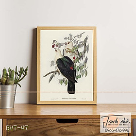 Mua Tranh canvas vintage  - Bồ câu (Carpophaga leucomela) - BVT-47