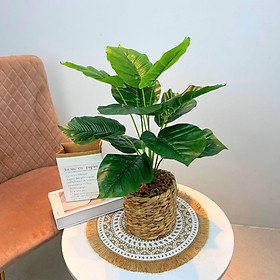 Chậu cây trang trí để bàn kèm giỏ y hình các loại - Cao 35cm đến 48cm - Cây giả, hoa lụa Decor trang trí nhà cửa