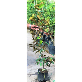 Mua Cây vú sữa lò rèn đã có hoa cao 100 - 120 cm