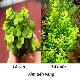 Mua Cây Cắt Cắm Kim Tiền Thảo 12 nhánh kim tiền vàng - CÂY THỦY SINH LÁ CẠN