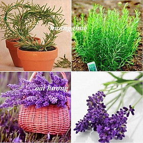 Mua Combo 2 gói hạt giống đuổi con trùng ( 1 gói hoa oải hương + 1 gói hương thảo )