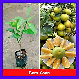 Cây Cam Xoàn - cây ăn quả + tặng phân bón