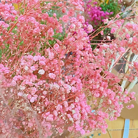 Mua Hoa Baby Bloom hồng baby Gypsophila hoa khô trang trí phòng