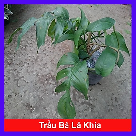 Mua Cây Trầu Bà Lá Khía - cây cảnh để trong nhà + tặng phân bón cho cây