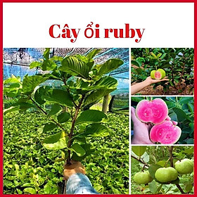 Cây ổi ruby 6 tháng ra quả