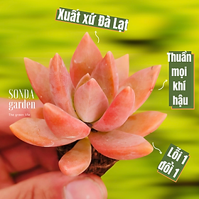 SEN ĐÁ ĐÁ ĐỎ SIZE MINI SIÊU KHOẺ ĐẸP LỖI 1 ĐỔI 1