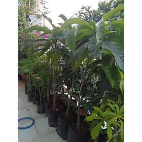 Combo 2 Cây giống Lộc vừng giống