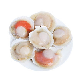 Sò Điệp Nhật Nửa Mảnh Size Nhỏ - 1Kg