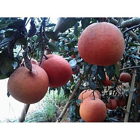 Cây giống Bưởi Đỏ Tân Lạc tặng 2 cây chè xanh