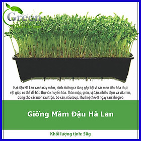 Hạt Giống Rau Mầm Đậu Hà Lan