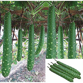 Mua Hạt giống bầu sao trái dài bầu sao quê-gói 10 hạt/tặng kèm gói phân bón lót