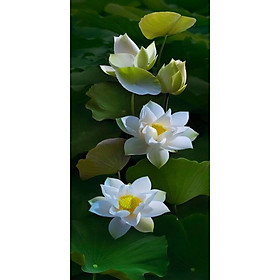Mua Tranh dán  tường 3d hoa sen  trắng - ép kim sa - có sẵn keo H121