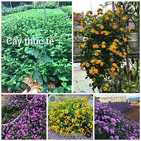 Cây giống ngũ sắc tím +vàng. cho hoa quanh nắm