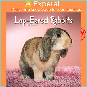 Hình ảnh Sách - Rabbits - Lop Eared Calendar 2024  Square Animal Wall Calendar - 16 Month by  (UK edition, paperback)