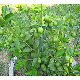 Mua Cây giống chanh không hạt f1 chuẩn giống