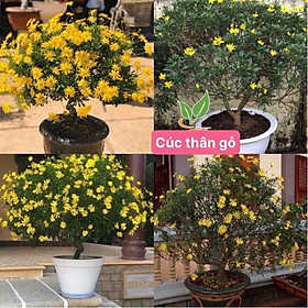Hạt giống cúc thân gỗ - hạt giống nhà vườn Phú nông