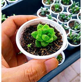 Sen đá ngọc nhỏ lá tròn
