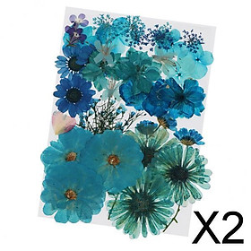 2x36/37/38/39/42Pc Natural Real Pressed Dried Flowers DIY Scrapbook Blue