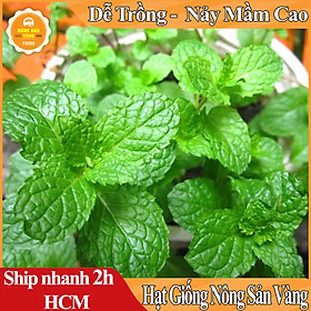 Mua Hạt giống Rau Húng Lủi  Bạc Hà Âu Dễ Trồng Dễ Chăm Sóc  Sinh Trưởng Tốt  Trồng Một Lần Ăn Cả Năm (Gói 100 hạt) - Nông Sản Vàng