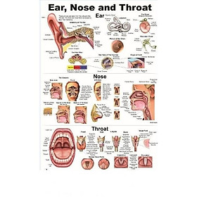 Tranh giải phẫu tai mũi họng KT 60*90cm