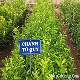 Mua Cây giống chanh tứ quý RA QUẢ 4 MÙA