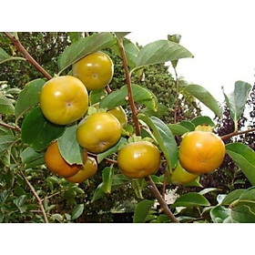 Sản phẩm HỒNG ĐEN NHẬT BẢN