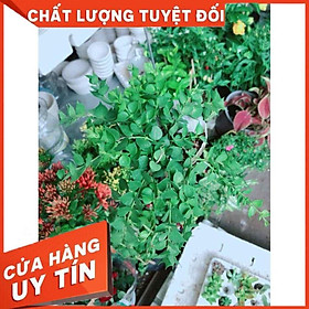 Chậu cây lá tim vỏ óc Nhiều Người Mua