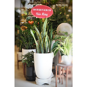 Chậu cây Lưỡi Hổ chúc mừng khai trương, tân gia - đường kính 40 x cao 130 cm