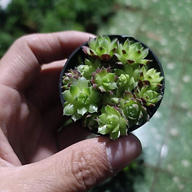 Sen đá phật bà móng đỏ - Các loại