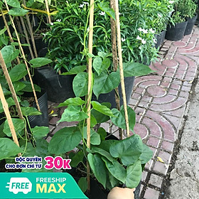 Mua Cây giống hoa thiên lý + tặng phân bón cho cây mau lớn