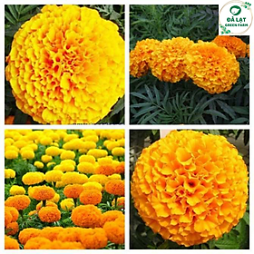 Mua Bộ 1 gói Hạt giống hoa vạn thọ mỹ lùn màu cam- siêu hoa- hàng loại 1 -30 hạt