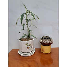 Mua PHÁT TÀI ĐỘT BIẾN/PHÁT TÀI MAY MẮN/PHÁT TÀI HIẾM  120K/CHẬU SỨ