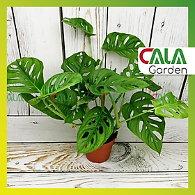 Cây Trầu Bà Lỗ - Cây Monstera - Siêu Khỏe Đẹp , Mang Phong Thủy ,May Mắn Tài Lộc.