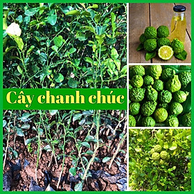 Mua Cây chanh Chúc (chanh Thái) đặc sản An Giang