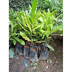 Mua cây giống MẮC CA - siêu sai quả  giá trị kinh tế cao - Hàng cây giống chuẩn F1